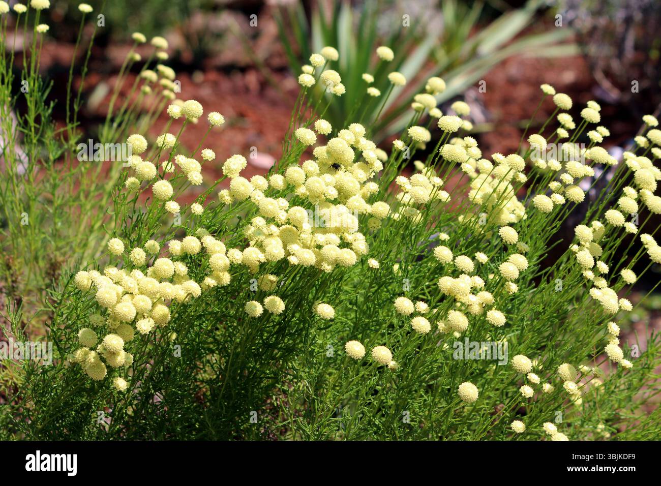 Santolina chamaecyparissus coton lavande affiche des grappes denses de fleurs jaunes pâles en forme de bouton sur un feuillage aromatique gris-vert dans un lit de soleil Banque D'Images