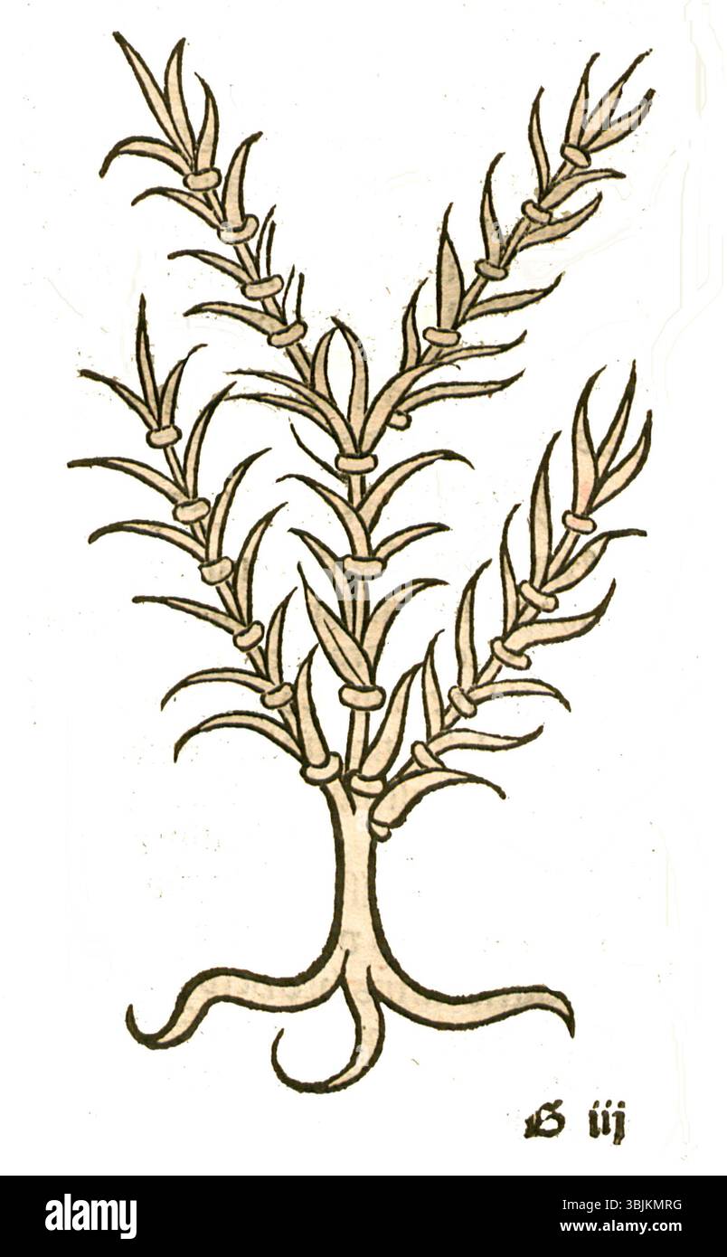 *Hortus Cauda equina* (1491) est une illustration botanique qui présente diverses espèces d’Equisetum. L'œuvre reflète la tradition médiévale des manuscrits botaniques et des premières études scientifiques. Banque D'Images