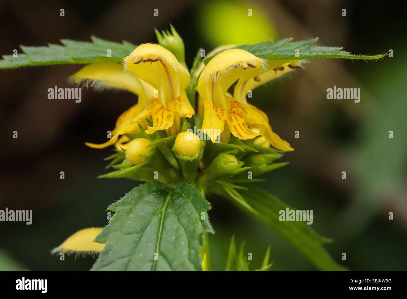 Archange jaune, ortie morte dorée Banque D'Images