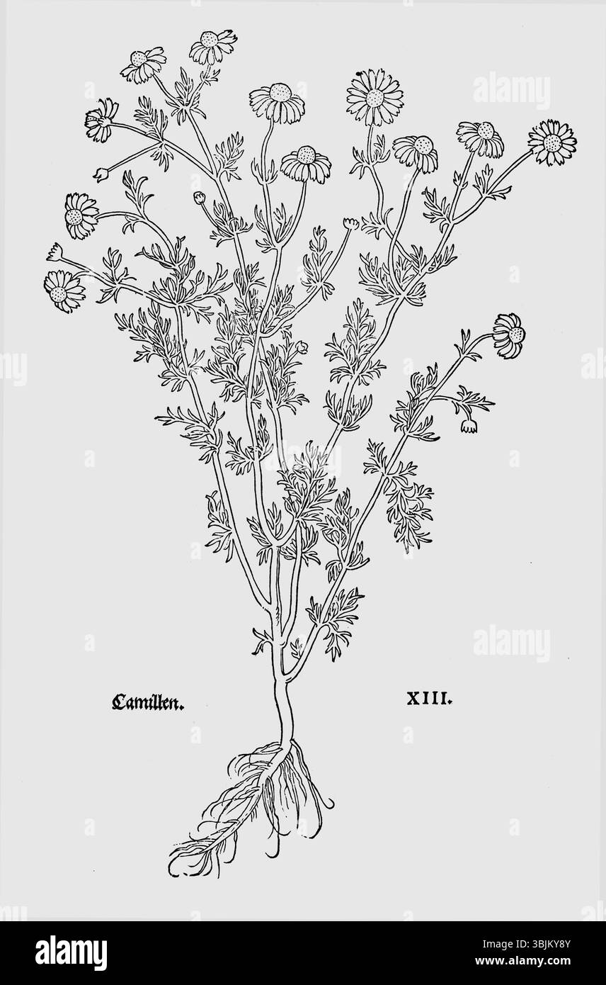 Le *Fuchs Chamillen* de 1543 est une estampe botanique de *Matricaria chamomilla*. Il illustre les qualités médicinales et botaniques de la plante, couramment utilisées dans les remèdes à base de plantes pendant la période de la Renaissance. Banque D'Images