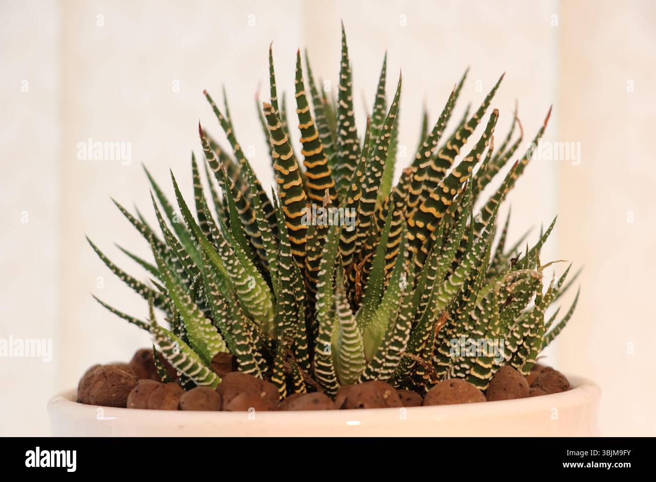 Gros plan de Zebra Haworthia succulent Plant – Indoor minimalist Greenery Banque D'Images