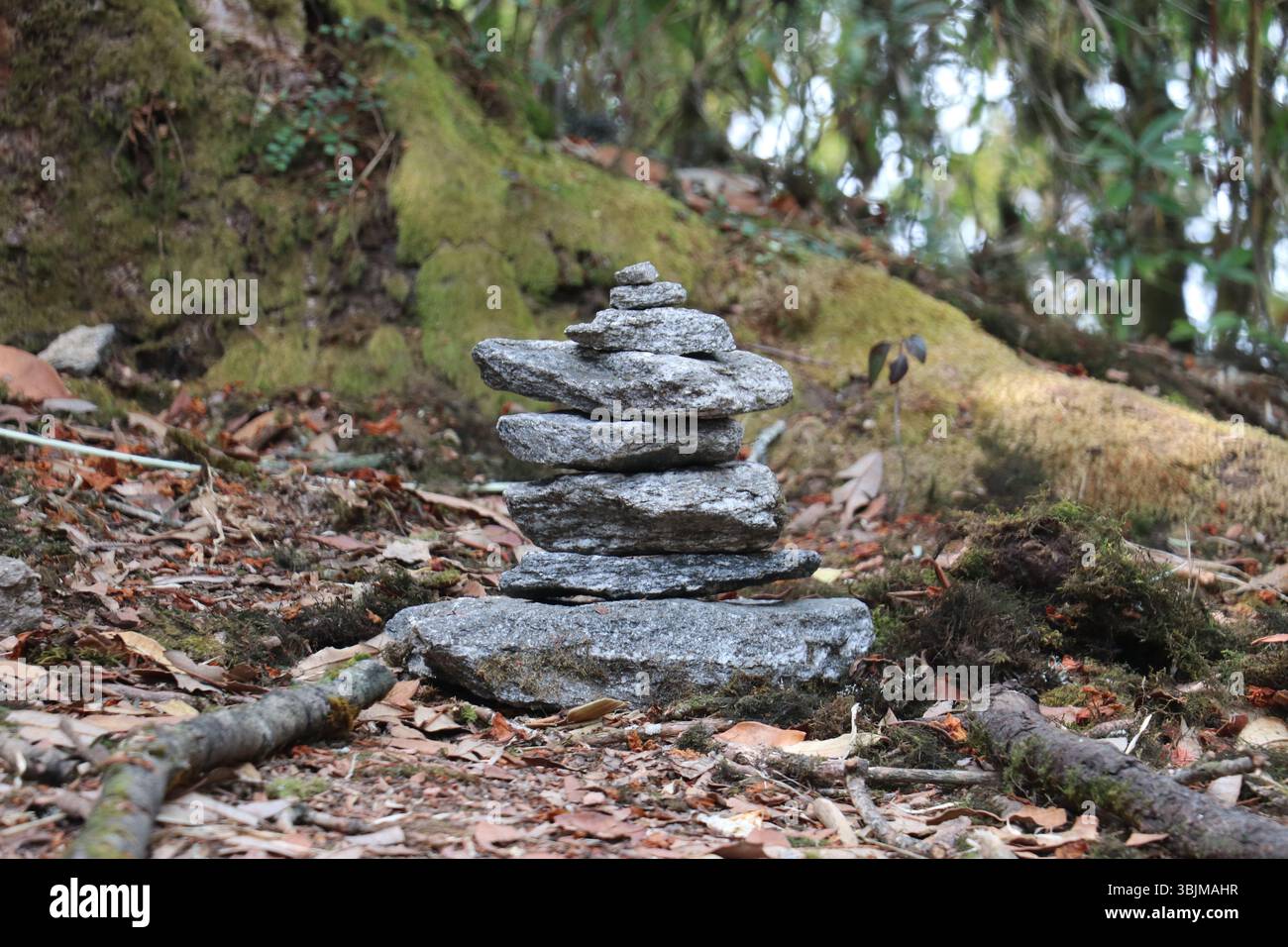Pile de pierres équilibrée dans la forêt : concept de méditation Zen et de pleine conscience Banque D'Images