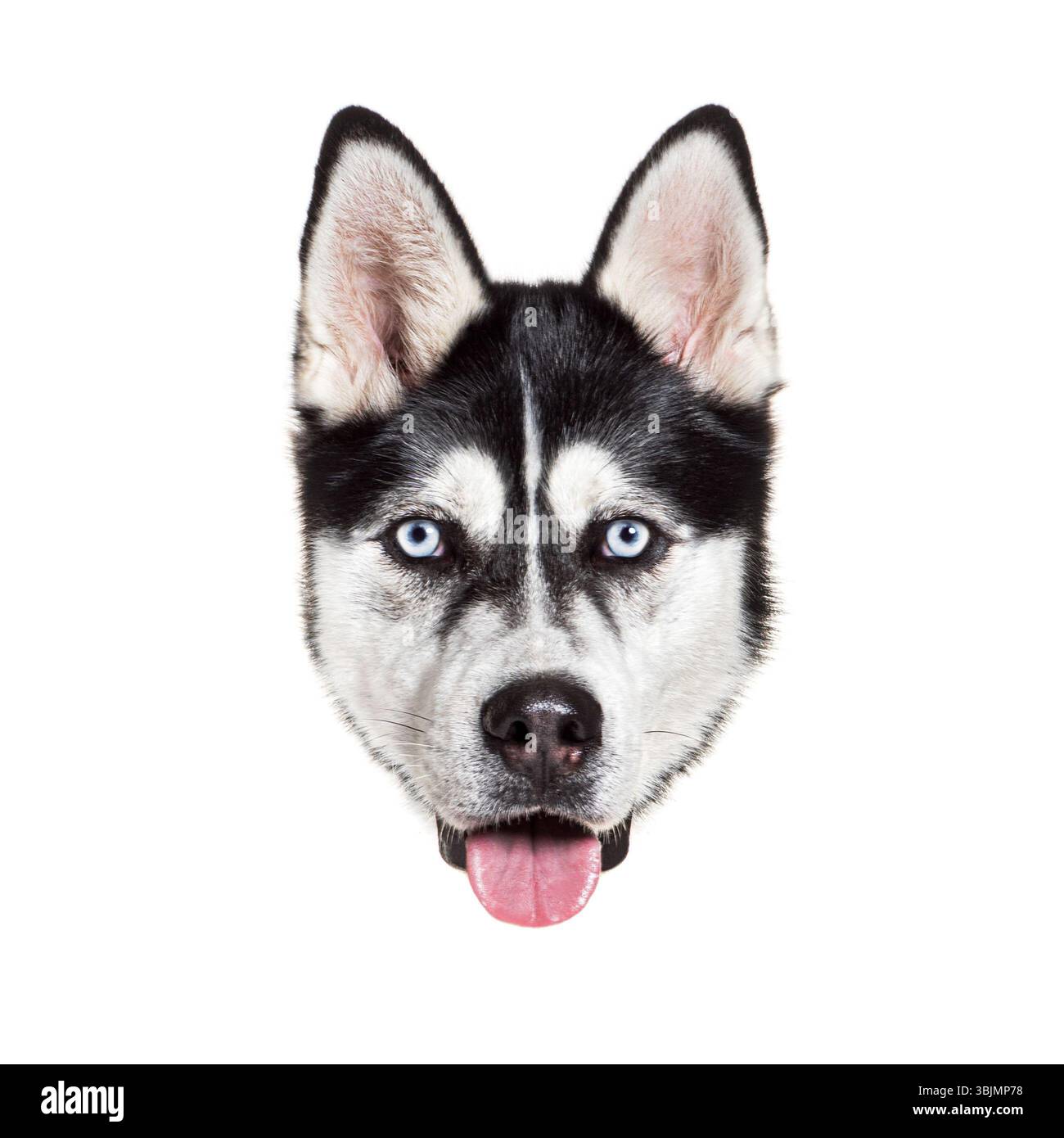 Gros plan portrait de beau chien Husky sibérien haletant et regardant vers l'avant sur fond blanc Banque D'Images