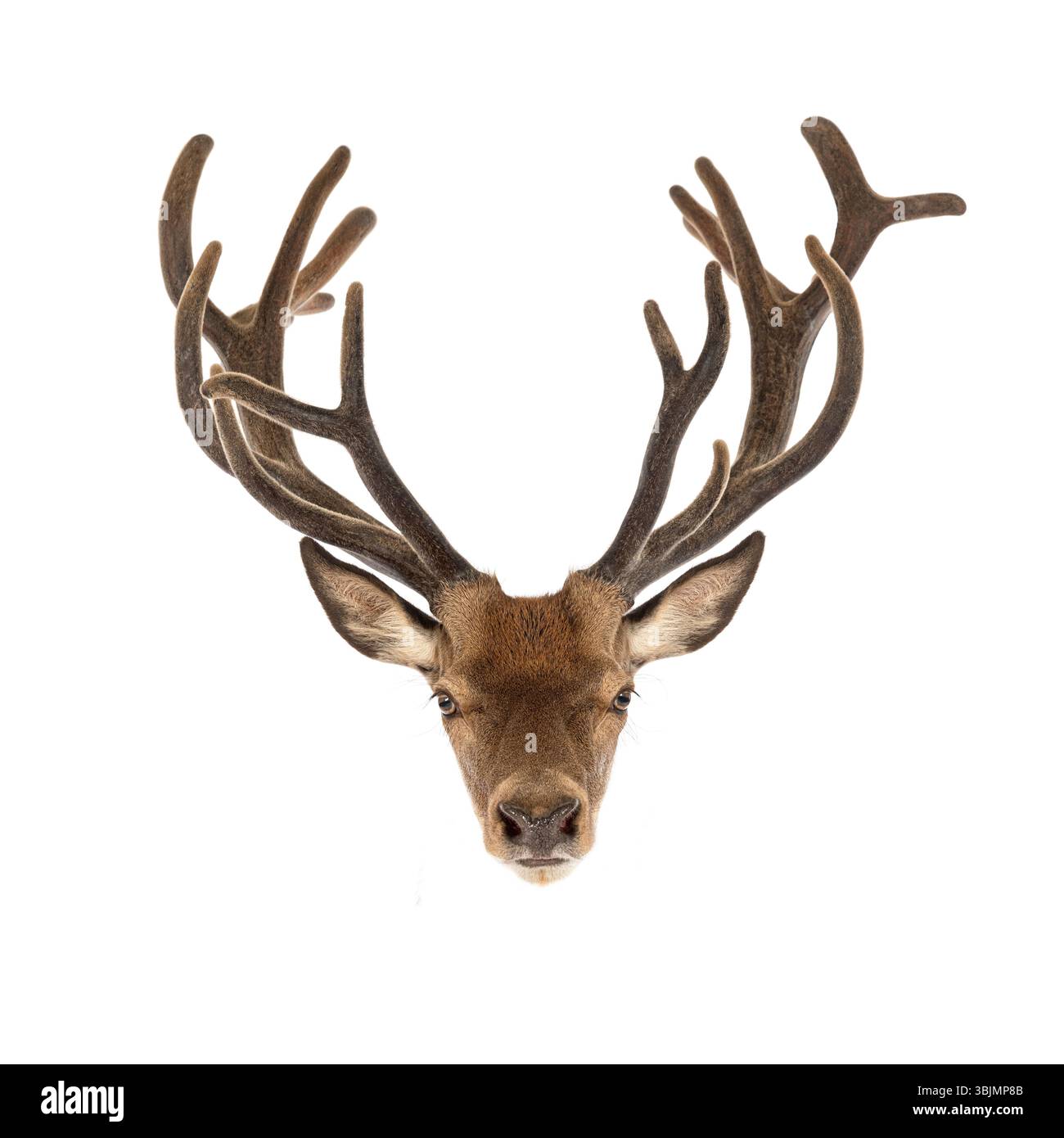 Tête de cerf rouge avec de grands bois isolé sur fond blanc Banque D'Images