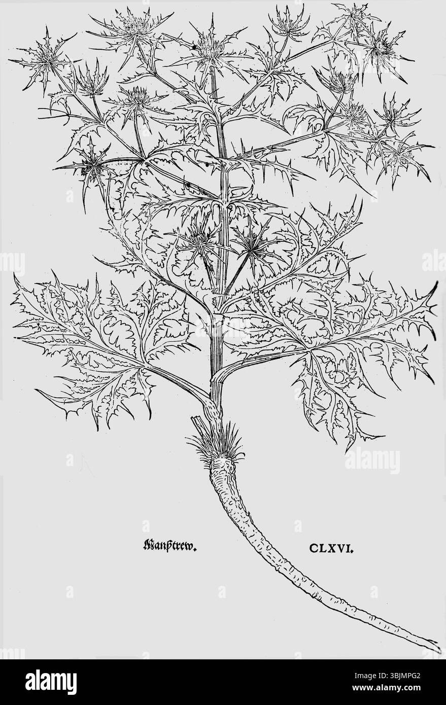 Fuchs Manßtrew (1543) représente *Eryngium campestre*, également connu sous le nom de Field eryngo. La gravure sur bois, créée par Leonhart Fuchs, capture les feuilles aux bords tranchants et la forme florale de la plante, démontrant l'intérêt du début de la Renaissance pour l'illustration botanique précise. Banque D'Images