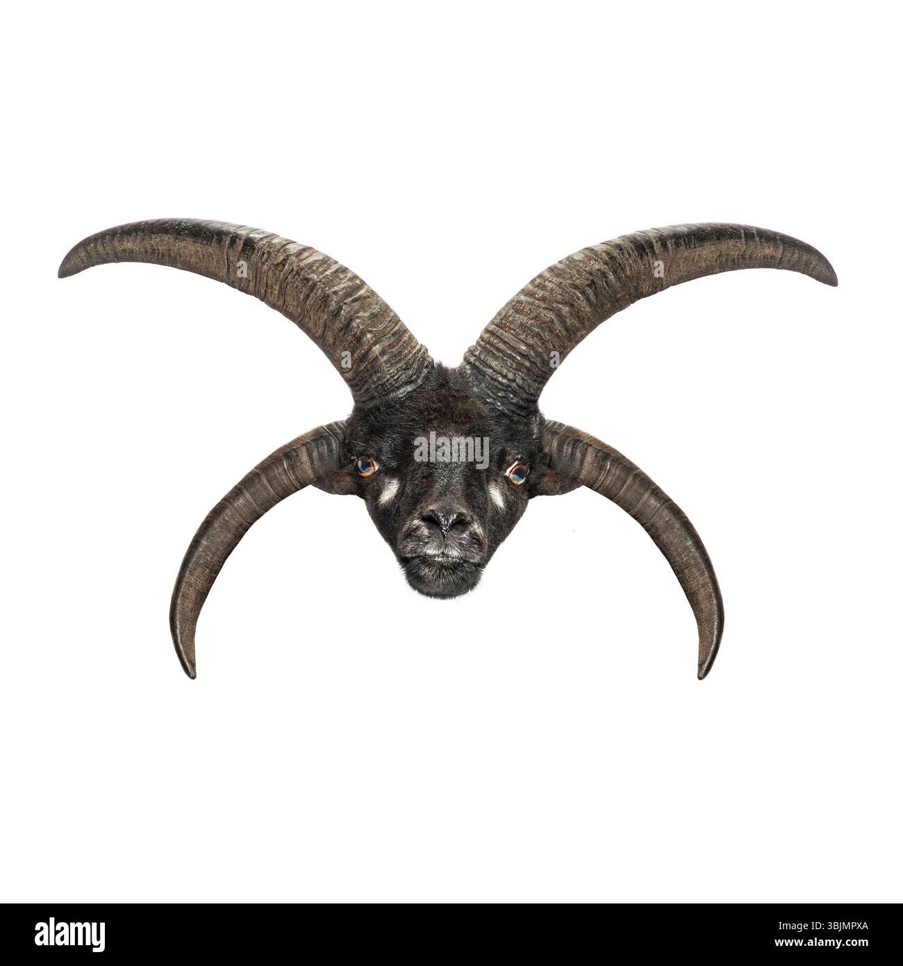 Plan studio d'un mouton jacob à quatre cornes regardant vers l'avant sur un fond blanc Banque D'Images