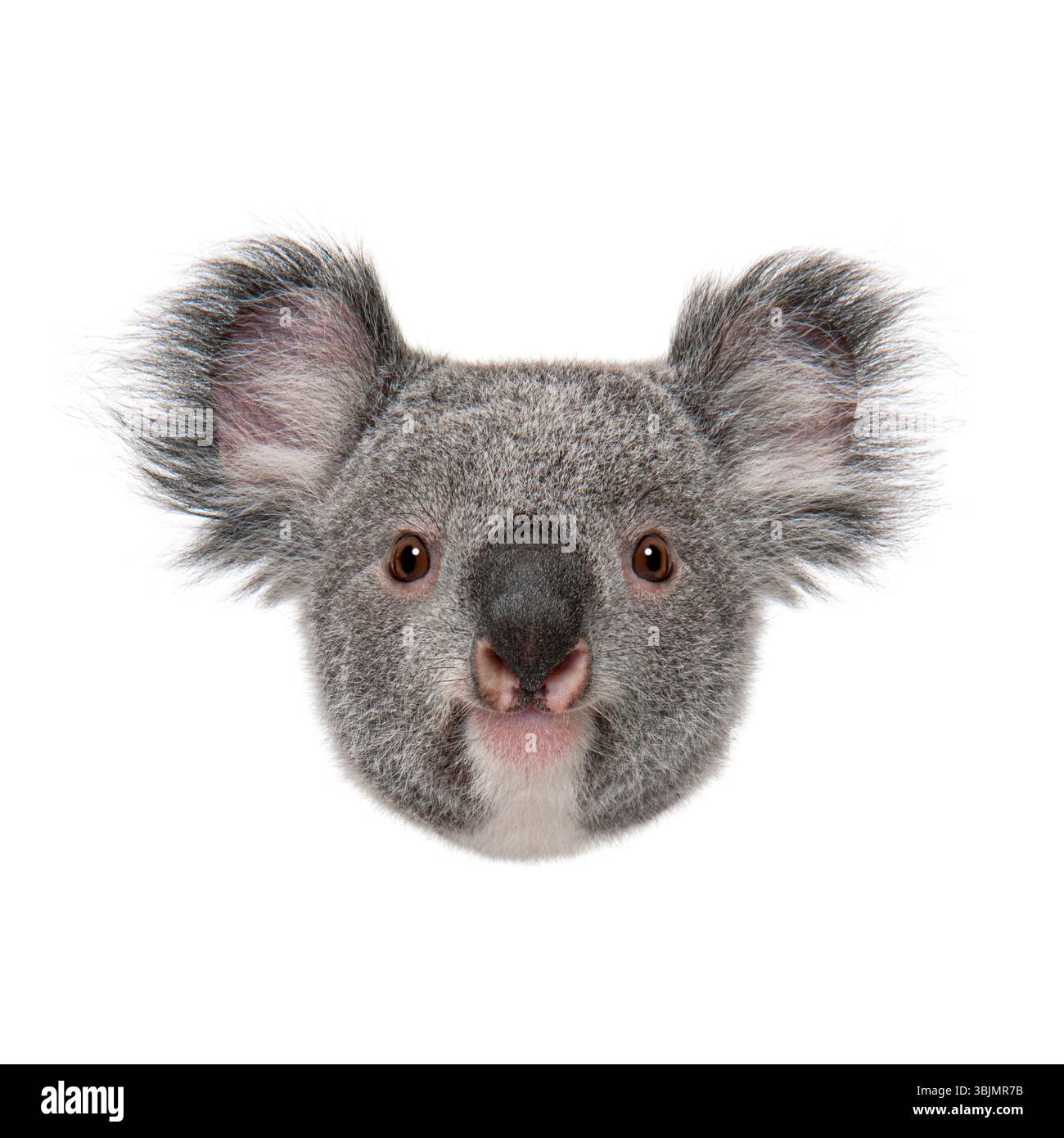 Portrait d'un ours koala regardant vers l'avant sur un fond blanc Banque D'Images