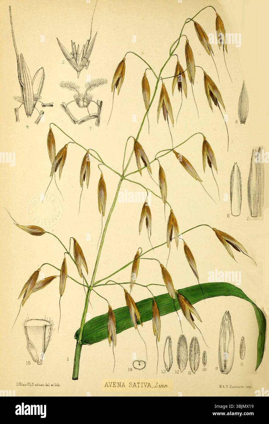 L'illustration de Bentley et Trimen d'Avena sativa (1880) décrit avec précision les caractéristiques botaniques de la plante d'avoine commune. Ce travail sert de représentation scientifique et détaillée, en se concentrant sur la structure et les caractéristiques de croissance de la plante. Banque D'Images