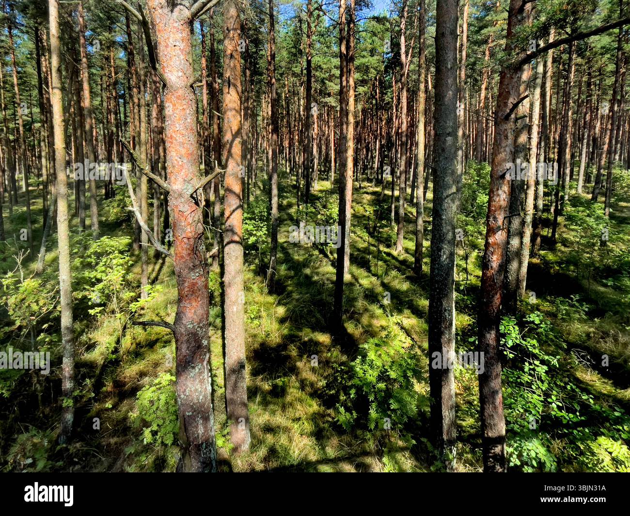 Vue sur la forêt de pins par une journée ensoleillée, forêts sur la Courish Split ou Curonian Spit, sentier de randonnée dans la région de Kaliningrad, russe Banque D'Images