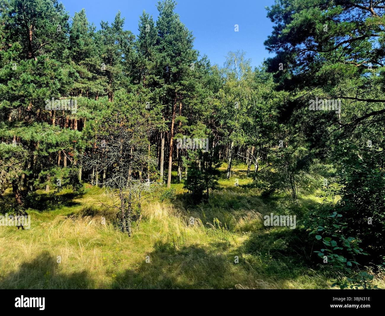 Vue sur la forêt de pins par une journée ensoleillée, forêts sur la Courish Split ou Curonian Spit, sentier de randonnée dans la région de Kaliningrad, russe Banque D'Images