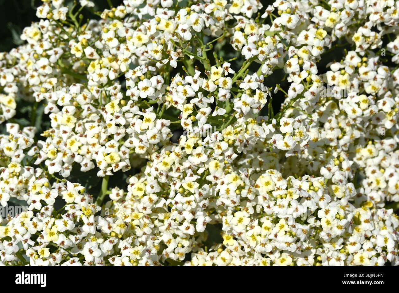 Fleurs blanches de début d'été de Crambe maritima / fleurs d'été parfumées de chou de mer en mai Royaume-Uni Banque D'Images