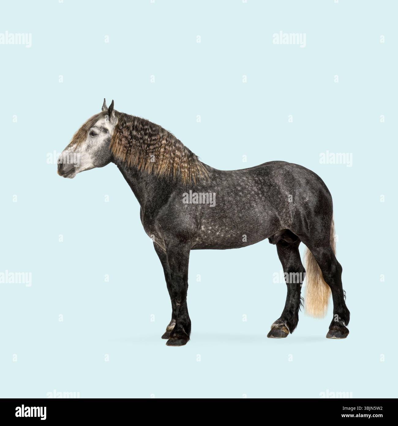 Photo studio d'un cheval de trait gris musclé avec une longue crinière et une queue coulantes, debout sur un fond bleu clair Banque D'Images