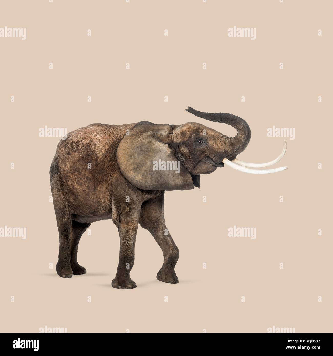 Vue de côté de l'éléphant d'afrique marchant et élevant son tronc, isolé sur fond beige Banque D'Images