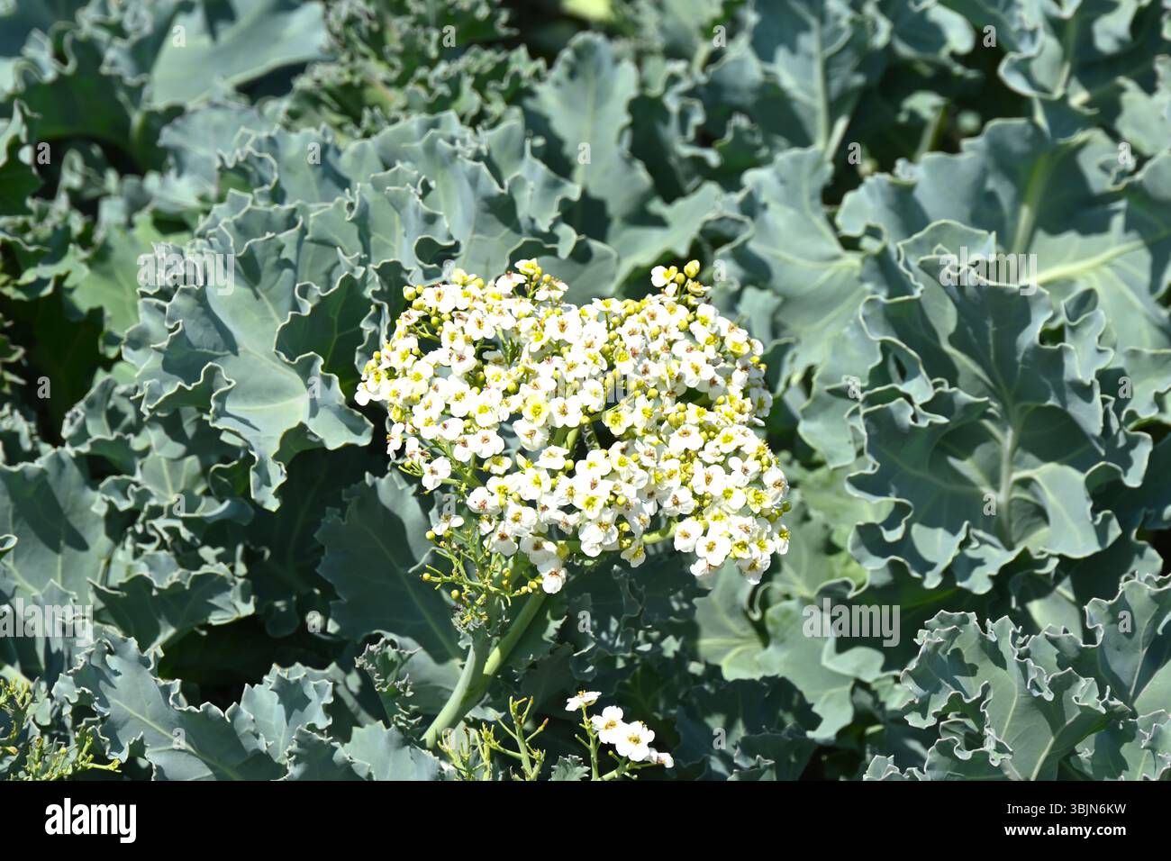 Fleurs blanches de début d'été et feuillage glauque de fleurs d'été parfumées de Crambe maritima / chou de mer en mai Royaume-Uni Banque D'Images