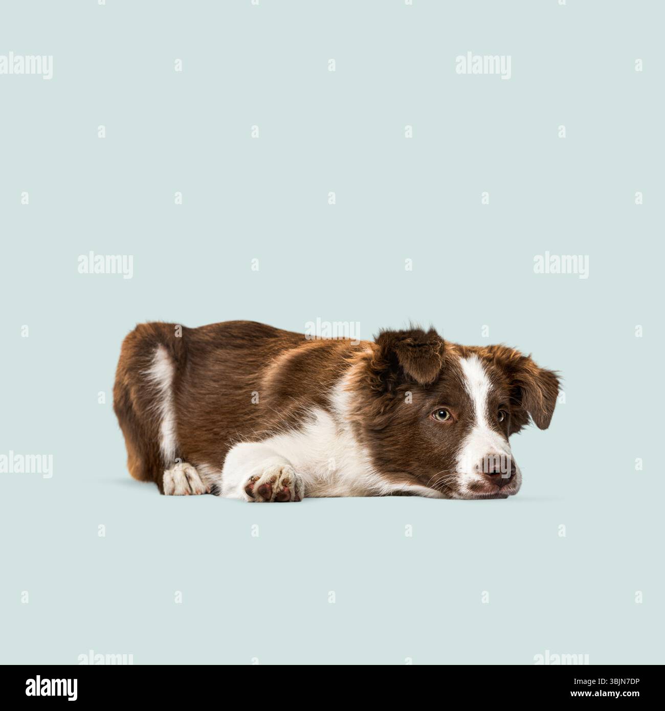 Joli chiot de collie de frontière couché sur un fond bleu clair sans couture, créant un portrait charmant et minimaliste Banque D'Images
