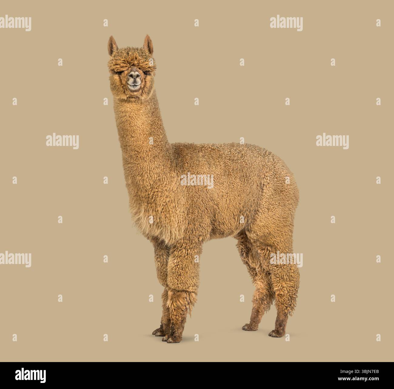 Photo du corps entier d'un alpaga brun debout sur un fond brun clair, regardant vers l'avant Banque D'Images