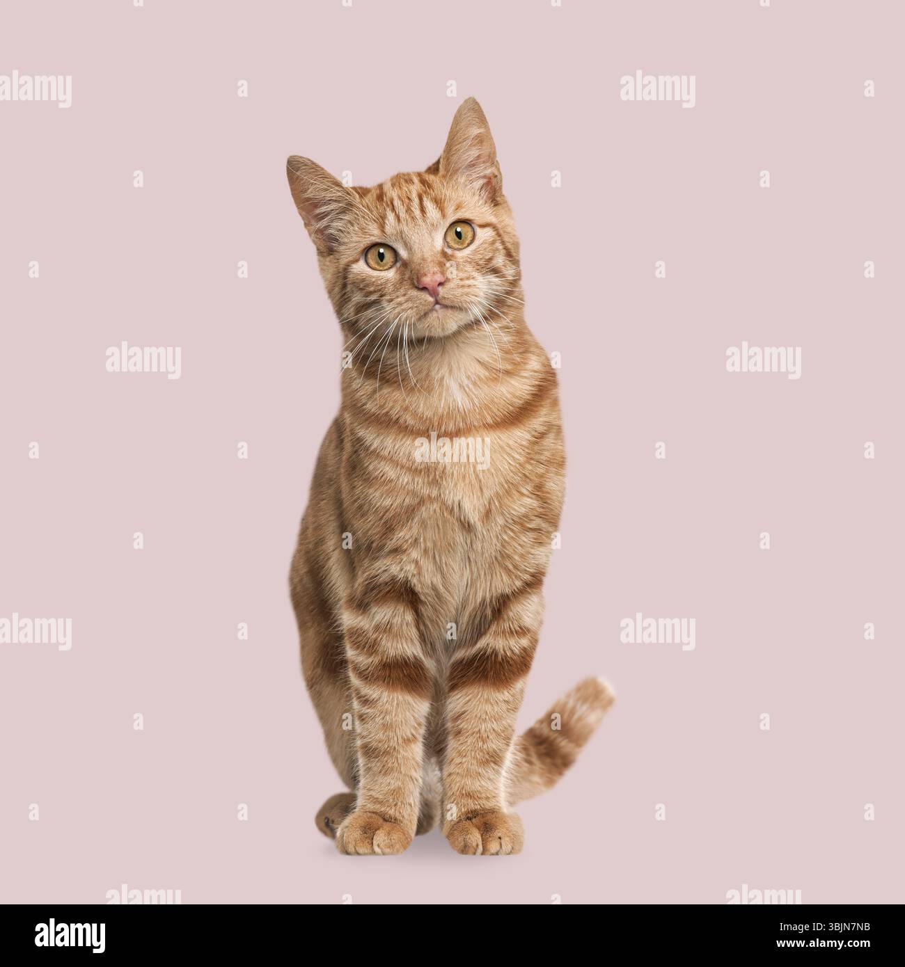 Adorable chat tabby au gingembre assis et regardant curieux sur un fond rose pastel Banque D'Images