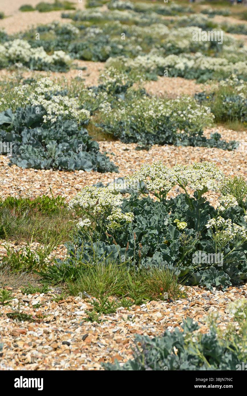 Fleurs blanches de début d'été et feuillage glauque de fleurs d'été parfumées de Crambe maritima / chou de mer en mai Royaume-Uni Banque D'Images