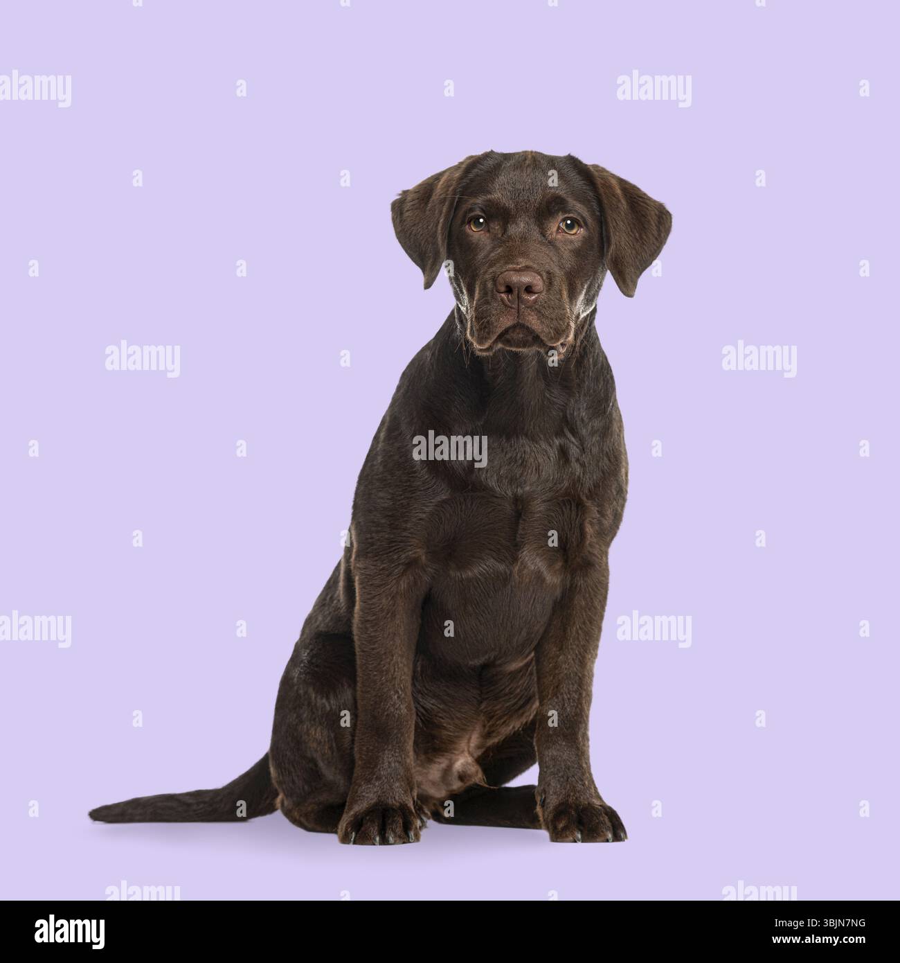 Chocolate labrador retriever assis et regardant vers l'avant sur un fond violet Banque D'Images
