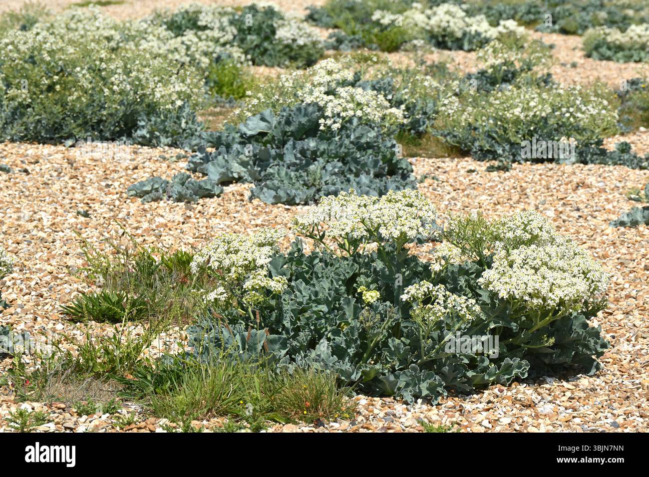 Fleurs blanches de début d'été et feuillage glauque de fleurs d'été parfumées de Crambe maritima / chou de mer en mai Royaume-Uni Banque D'Images