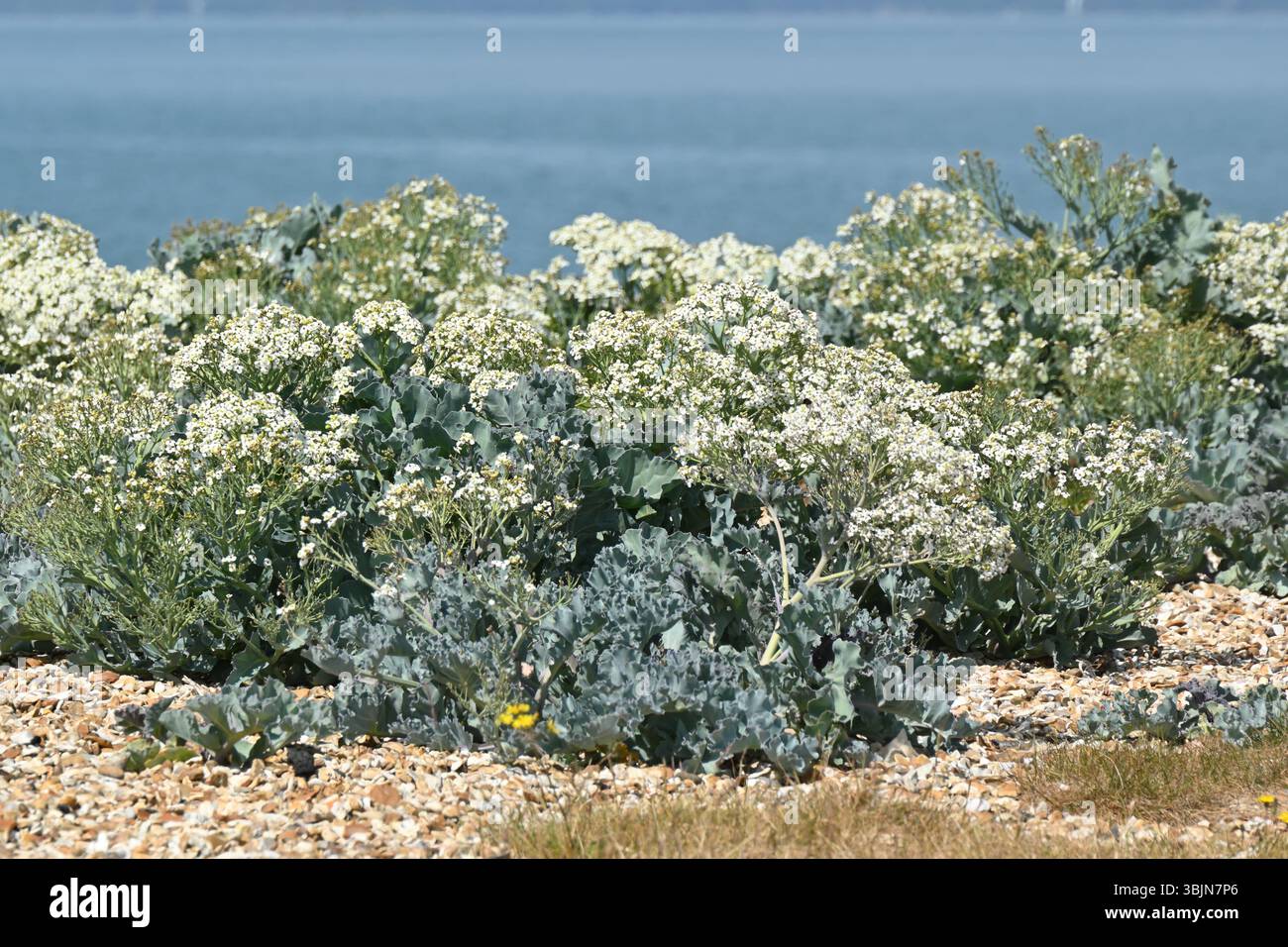 Fleurs blanches de début d'été et feuillage glauque de fleurs d'été parfumées de Crambe maritima / chou de mer en mai Royaume-Uni Banque D'Images