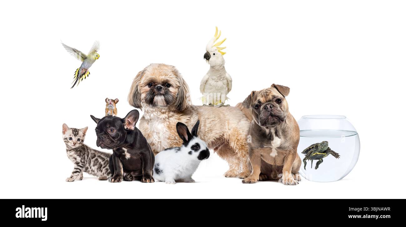 Chih tzu chien debout avec un perroquet perché sur le dos, entouré d'autres animaux, y compris chat, lapin, souris, tortue, poisson rouge, et un vol Banque D'Images