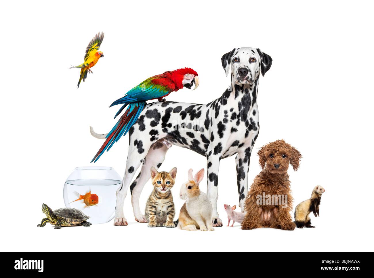 Groupe d'animaux de compagnie autour d'un chien debout avec un aras sur son dos est entouré par d'autres animaux de maison communs, chat, furet, lapin, oiseau, poisson, rongeur Banque D'Images