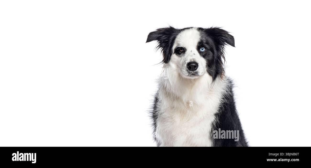 Chien Border collie assis et montrant ses yeux noirs et son hétérochromie, yeux de couleur différente, isolé sur fond blanc Banque D'Images