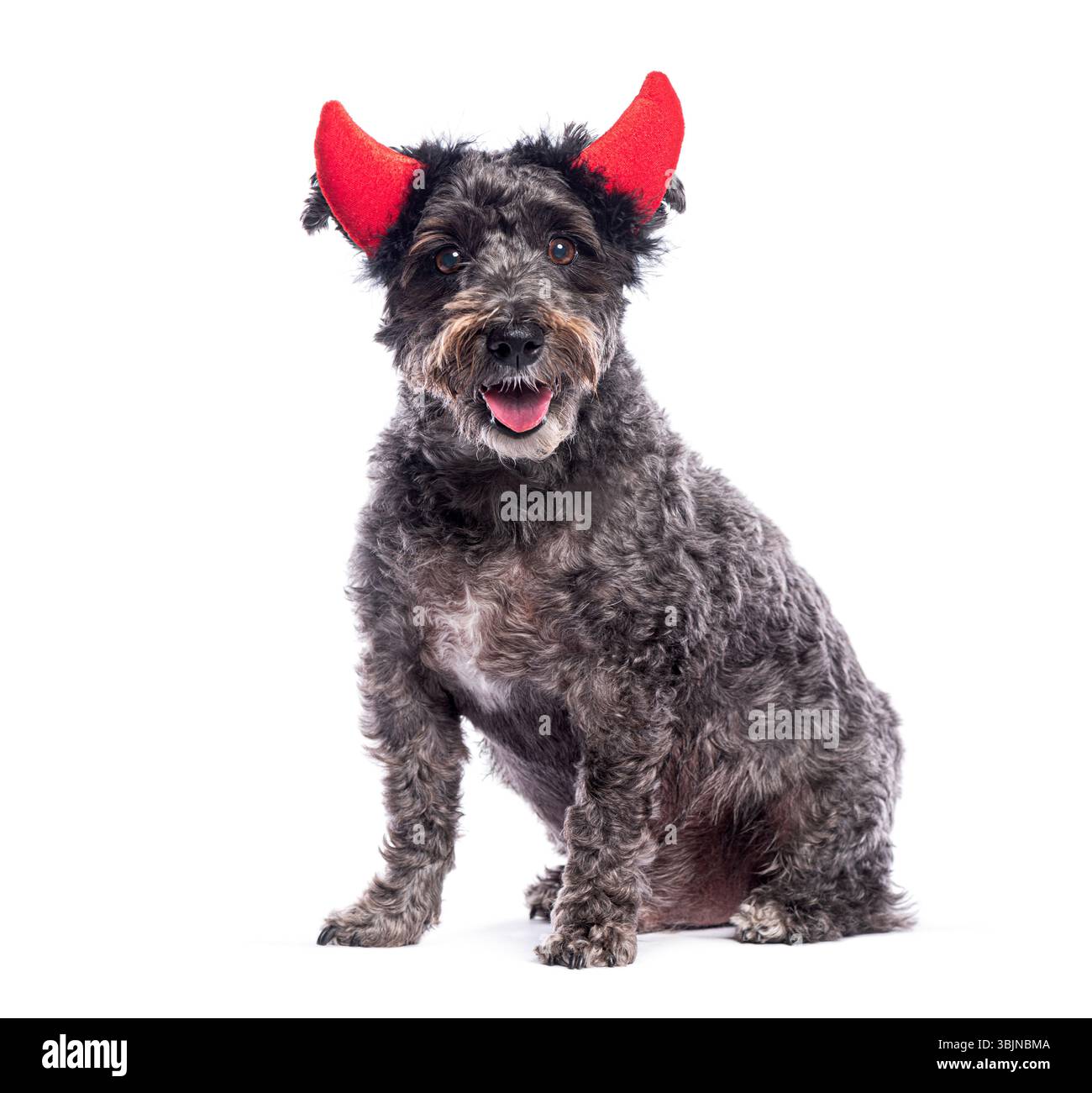 Adorable chien avec des cornes rouges assis et souriant sur un fond blanc Banque D'Images
