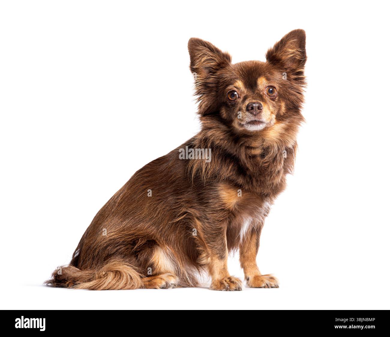 Adorable chihuahua aux cheveux longs assis attentivement Banque D'Images