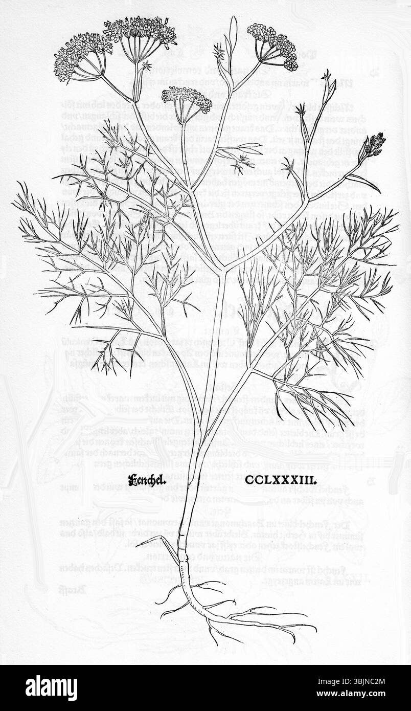 1543 illustration botanique de Foeniculum vulgare (fenouil) à partir de plantes de Leonhart Fuchs, montrant les caractéristiques détaillées de la plante. Banque D'Images