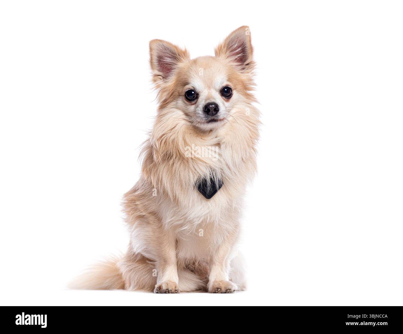 Adorable chihuahua aux cheveux longs assis et portant un noeud papillon noir, isolé sur blanc Banque D'Images