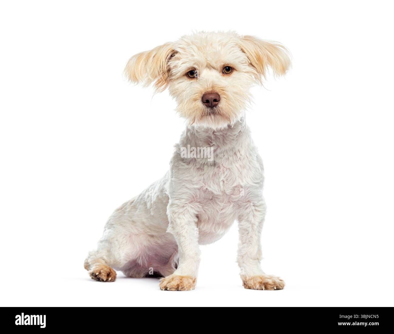 Charmant chien croisé assis et faisant le contact visuel, isolé sur un fond blanc, mettant en valeur ses caractéristiques uniques et sa nature douce Banque D'Images