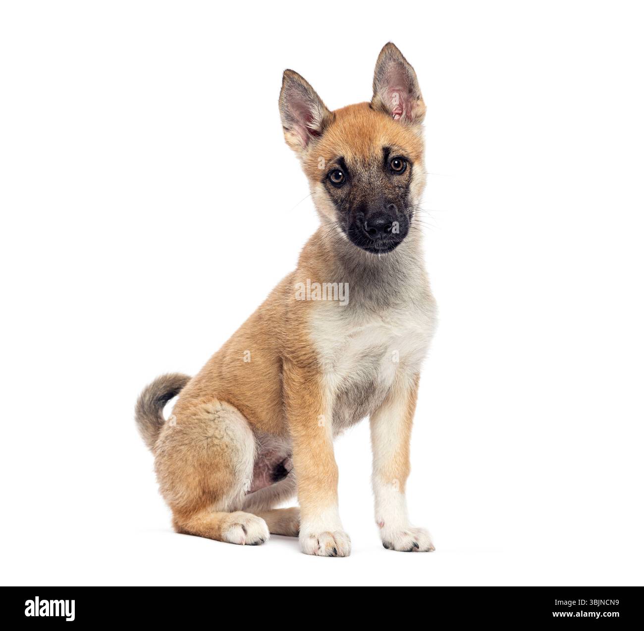Chiot croisé assis et regardant vers l'avant isolé sur fond blanc Banque D'Images