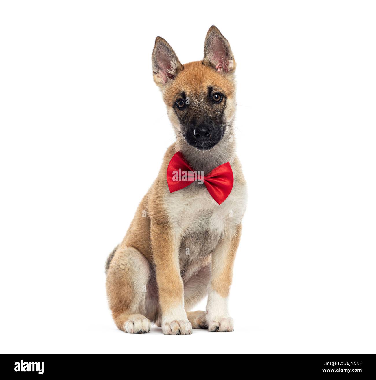 Chiot mignon portant un noeud papillon rouge assis sur un fond blanc Banque D'Images