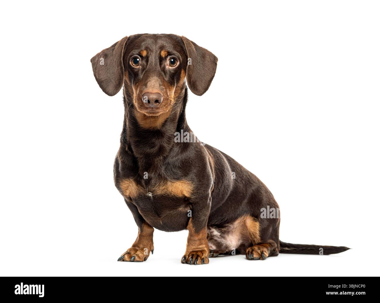 Teckel en chocolat assis et regardant la caméra sur fond blanc Banque D'Images