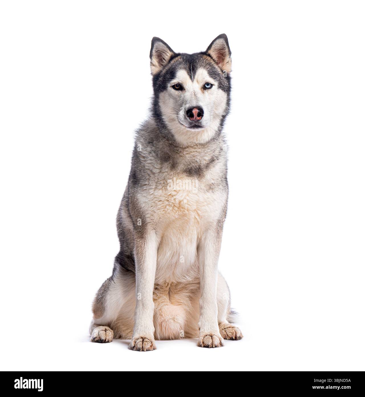 Beau chien Husky sibérien assis et posant pour la caméra sur un fond blanc Banque D'Images