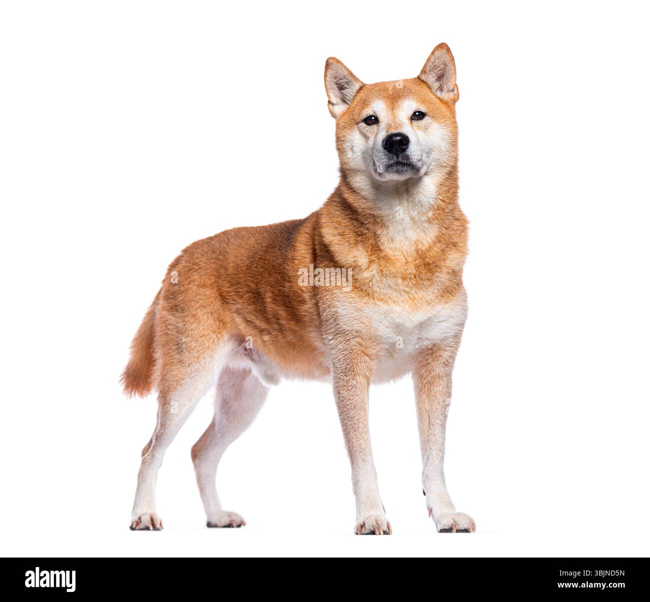 Fier chien shiba inu debout immobile et regardant vers l'avant sur un fond blanc Banque D'Images