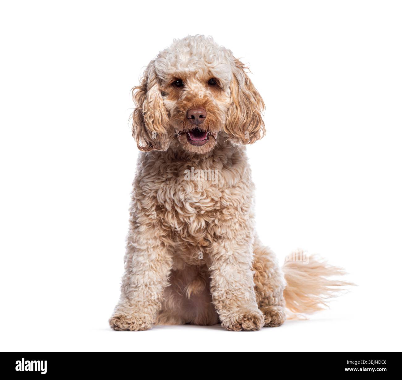 Adorable chiot Cockapoo assis et haletant, isolé sur blanc Banque D'Images