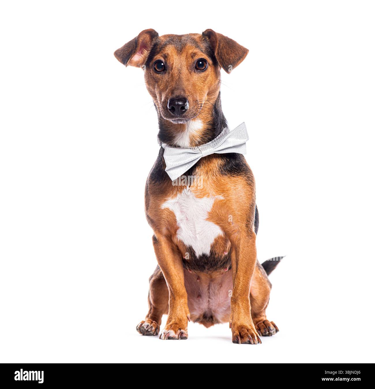 Charmant chien portant un noeud papillon argenté, isolé sur fond blanc Banque D'Images