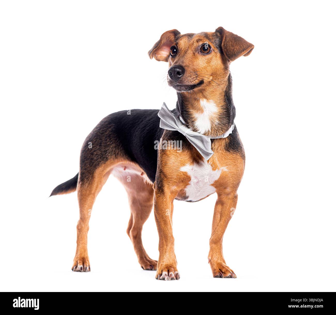 Adorable chien portant un noeud papillon debout et regardant vers le haut, isolé sur fond blanc Banque D'Images