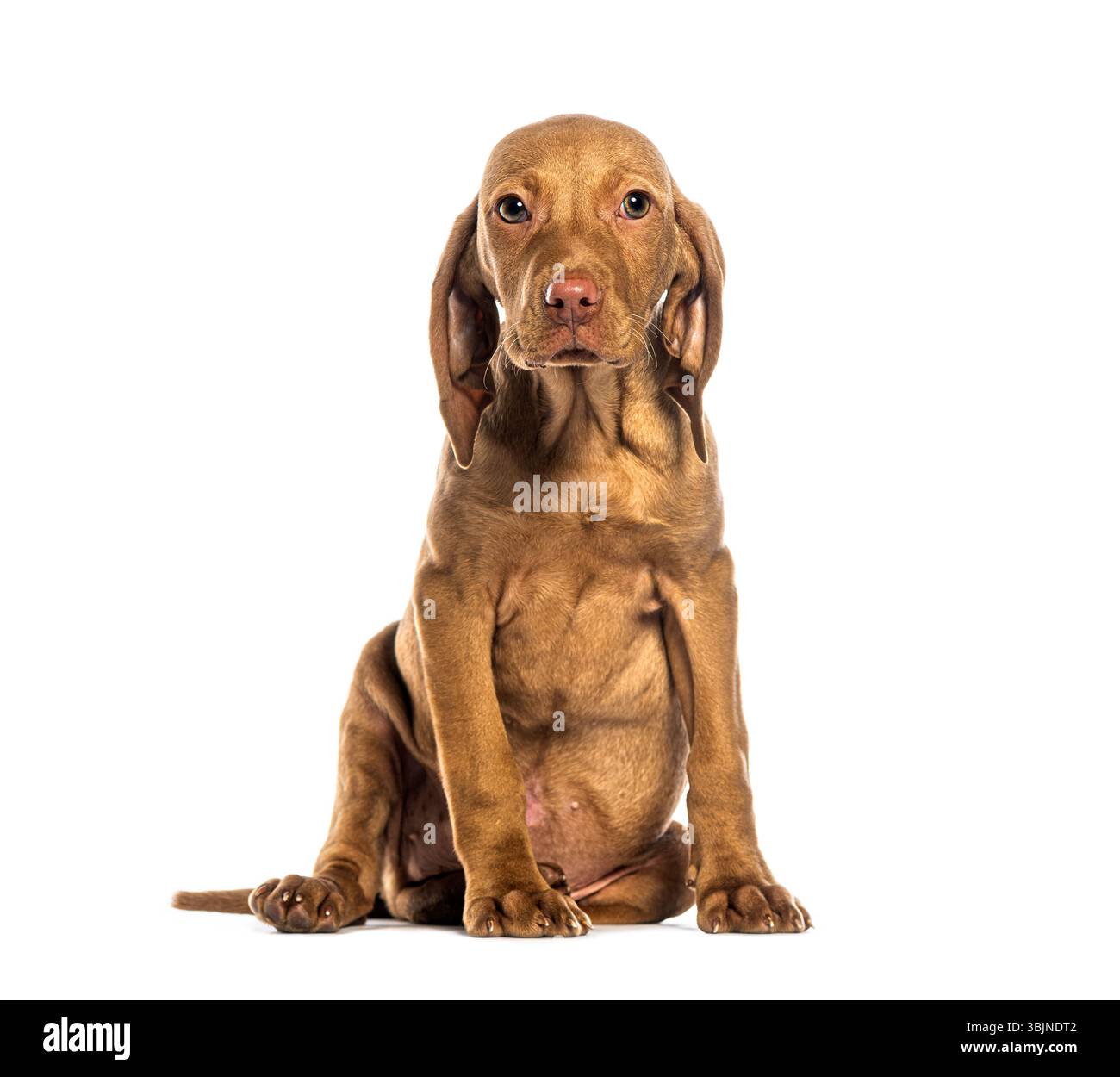 Adorable chiot vizsla assis et regardant vers l'avant sur un fond blanc Banque D'Images