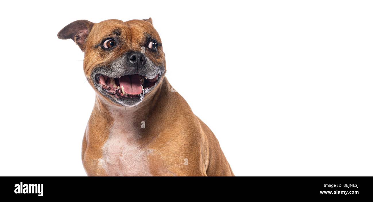 Joyeux staffordshire Bull terrier haletant avec la bouche ouverte et le grand sourire Banque D'Images