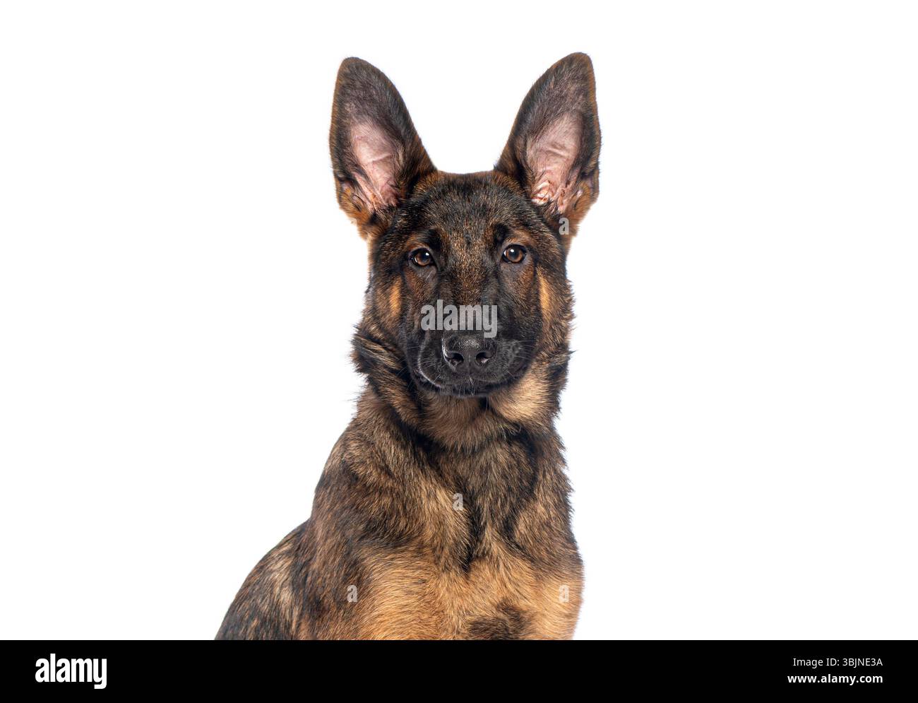 Portrait d'un beau chien de berger allemand regardant vers l'avant sur fond blanc Banque D'Images