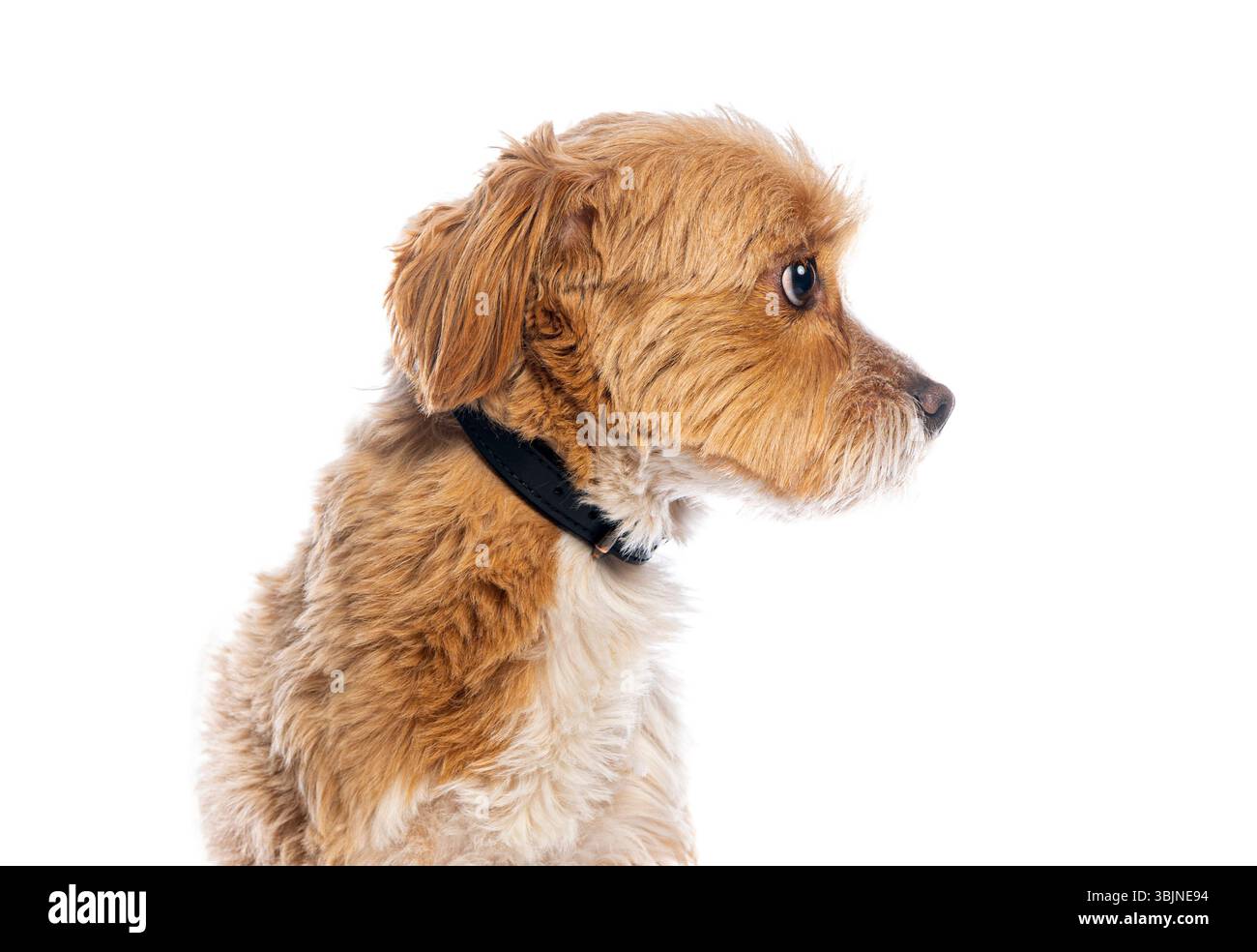 Chien mignon avec fourrure moelleuse et collier noir dans la vue de profil Banque D'Images