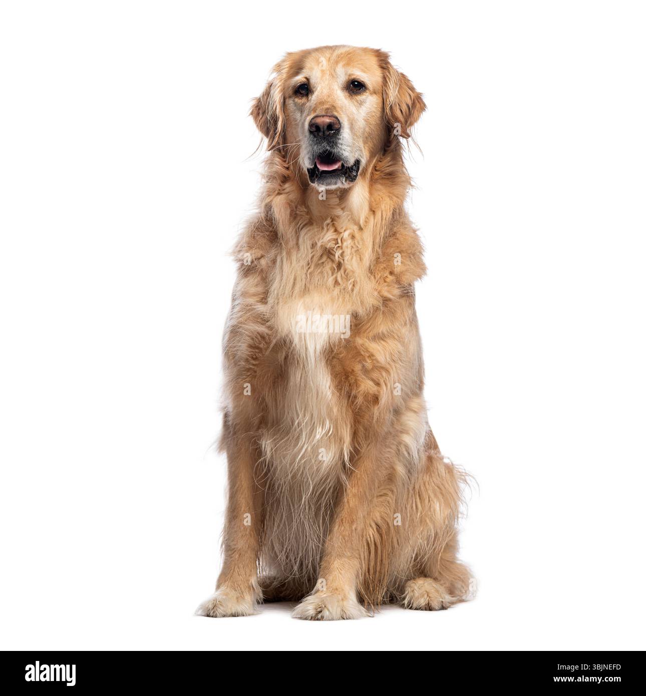 Golden retriever assis et regardant vers l'avant sur un fond blanc Banque D'Images