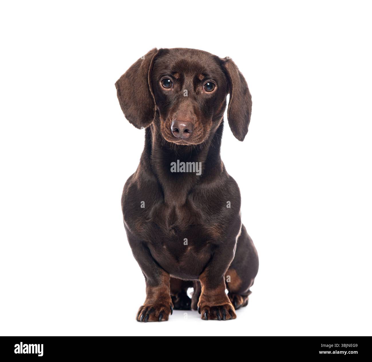 Photo studio d'adorable chiot de teckel en chocolat assis sur fond blanc Banque D'Images