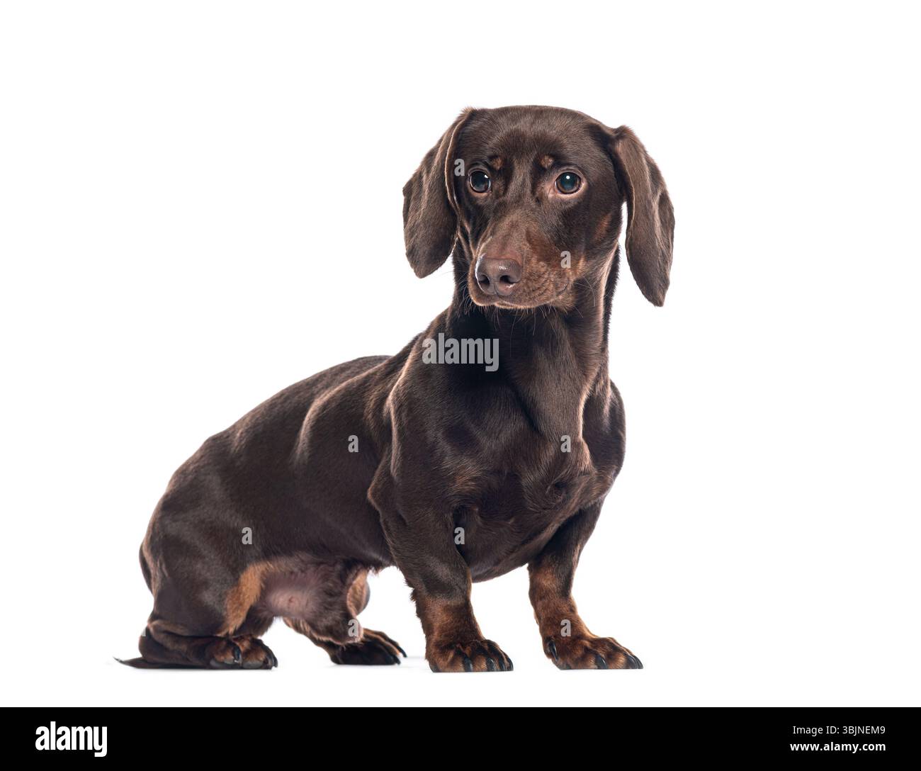 Teckel en chocolat assis et regardant loin de la caméra, isolé sur fond blanc Banque D'Images