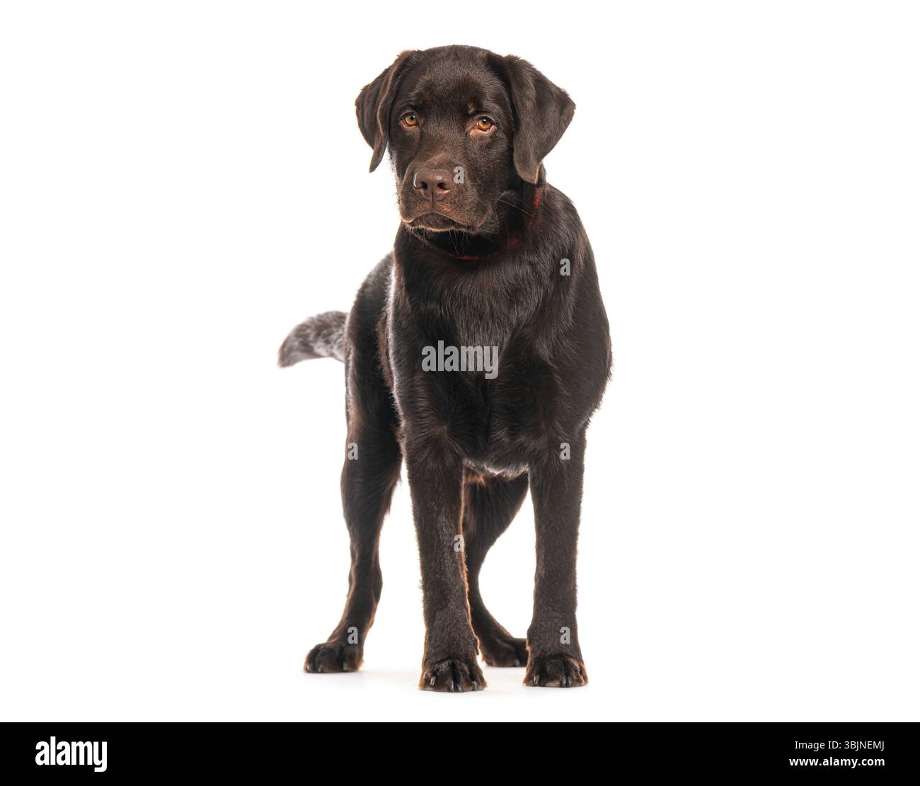 Chocolat labrador retriever debout et regardant vers l'avant sur un fond blanc Banque D'Images
