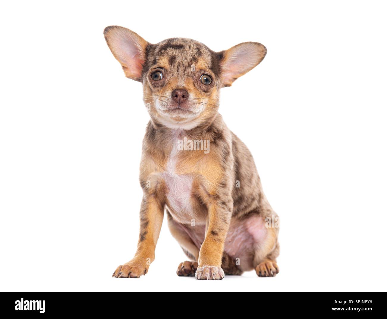 Adorable chihuahua merle chiot assis et regardant vers l'avant sur un fond blanc Banque D'Images